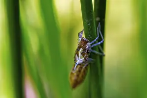 Deserted Wildlife Habitat Germany Drucke: Insect crawling up a green stem