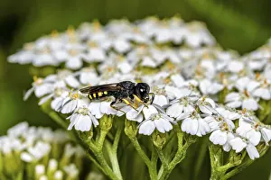 Close Up Macro Photography Drucke: An insect perched on white flowers