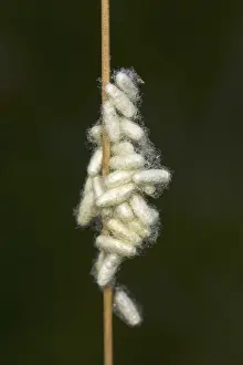 German Wildlife Fauna Drucke: Insect puppet web - Chrysalises in a blade of grass