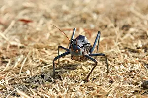 Etosha National Park Namibia Drucke: An insect on a semi-solid ground