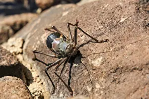 Etosha National Park Drucke: An insect sits on a rocky surface in the sunlight