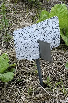 Central European Vegetables Drucke: Insect trap in vegetable patch, Germany