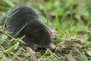 Drucke von Insectivora, Insektivorier, Maulwurf, Talpa europaea, Säugetiere, Säugetiere Talpidae Drucke: Insektenfresser, Insektenfresser, Maulwurf.