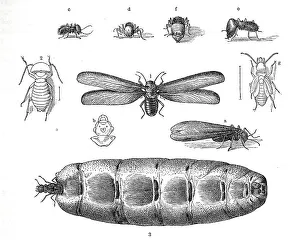 Black And White Insects Drucke: Insects, 1. terrible termite, Termes dirus