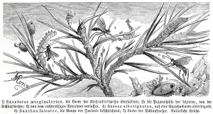 Historic Insect Illustrations Drucke: Insects, Exenterus marginatorius