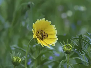 Nature Photography Drucke: Insects fetching nectar from flower