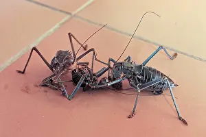 Etosha National Park Drucke: Two insects interacting on a tiled floor