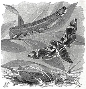 Historic Insect Illustrations Drucke: Insects, Oleander hawk moth, Sphinx nerii