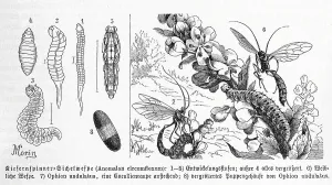 Black And White Insects Drucke: Insects, Pine moth, Sickle waspa