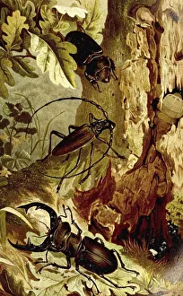 Stag Beetle Illustration Drucke: Insects, Stag Beetle and Heldbock