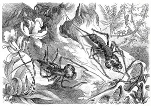 Käfer, schuppiger Skorpion