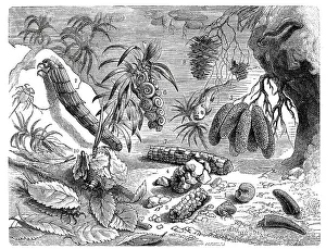 Historic Animal Depictions Drucke: Insects, various shells of Phryganidae