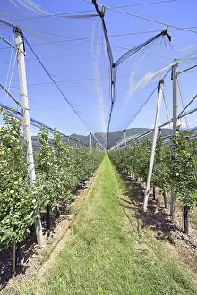 Agricultural Crop Europe Drucke: Intensive fruit cultivation Apples