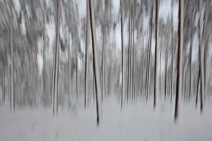Intentional Camera Movement Drucke: Intentional camera movement (ICM)