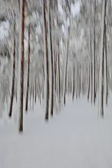 Intentional Camera Movement Drucke: Intentional camera movement (ICM)