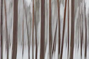 Time Exposure Photography Techniques Drucke: Intentional camera movement (ICM)
