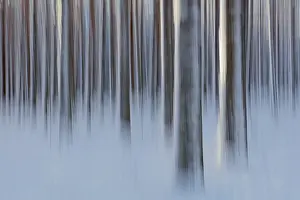 Intentional Camera Movement Drucke: Intentional camera movement (ICM)