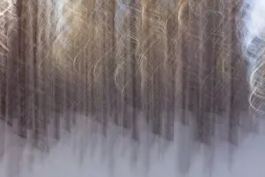 Wintry European Landscapes Drucke: Intentional camera movement (ICM)