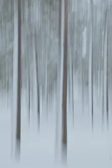 Intentional Camera Movement Drucke: Intentional camera movement (ICM)