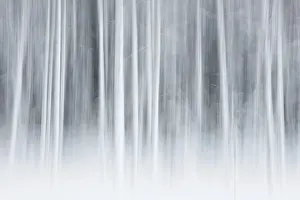 Intentional Camera Movement Drucke: Intentional camera movement (ICM)
