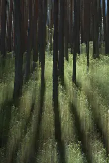 Intentional Camera Movement Drucke: Intentional camera movement (ICM) of forest trees and grass in spring