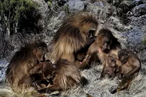 African Grasslands Drucke: Interactive group of Gelada monkeys in a meadow
