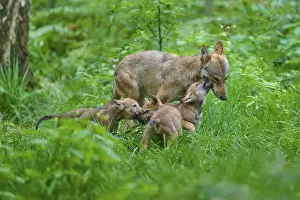 Wildlife In The Woods Drucke: An interactive image of a mother wolf with her pups in a green forest