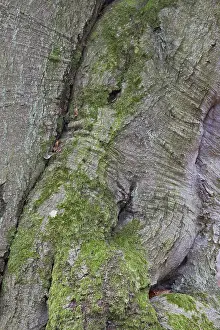 Deciduous Tree Bark Drucke: Intergrowth on a beech trunk (Fagus sylvatica)