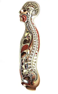 Medical Anatomy Drawing Drucke: Many of the internal organs of the human body