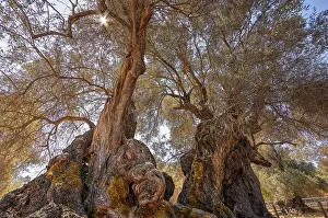 Olive Tree Greece Drucke: Two intertwined trees under sunlight