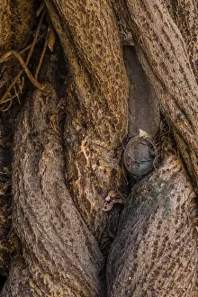 Tree Bark Texture Drucke: Intricate patterns and rugged texture of a tree bark