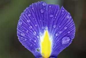 Garden Blooms Drucke: Iris