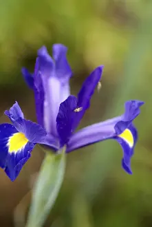 Garden Flowers Drucke: Iris