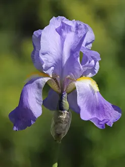 Desert Flowering Plants Drucke: Iris