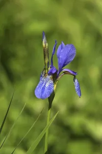 Iridaceae Family Drucke: Iris
