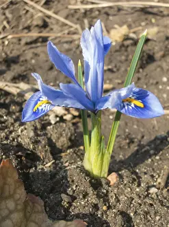 Pastel Colored Blossoms Drucke: Iris blooming in the botanical garden in spring