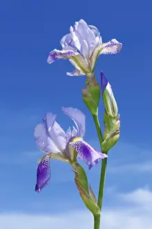 Iridaceae Flowering Plants Drucke: Iris flowers on a background of a blue sky