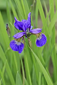 Deserted Flower Field Drucke: Iris (Iris)