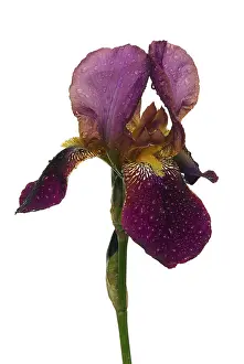 Spring Flowering Plant Details Drucke: Iris, iris
