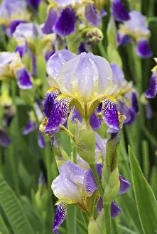 Exterior View Of A Yard Drucke: Iris, iris