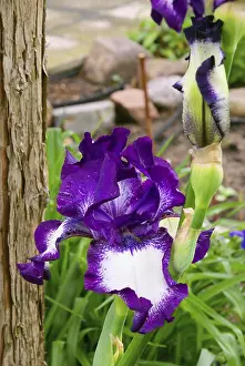 Uninhabited Garden Scene Drucke: Iris, iris