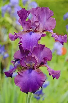 Purple Flowers Close Up Drucke: Iris (Iris barbata elatior, Hybrid)