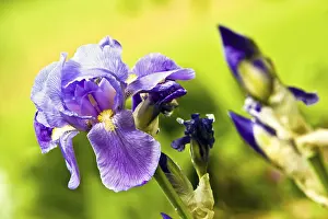 Daytime Flowering Plant Drucke: Iris (Iris croatica)
