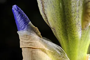 Iris Germanica Drucke: Iris (Iris Germanica)