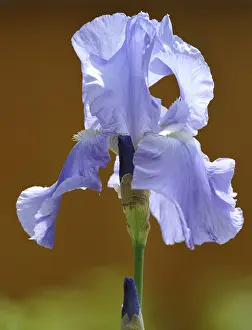 German Iris Drucke: Iris (Iris Germanica)