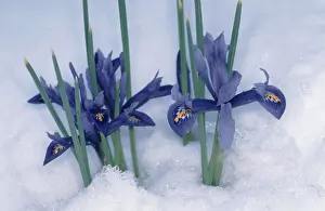 Drucke von Iris (Iris reticulata) im Schnee Reticulata Drucke: Iris (Iris reticulata) im Schnee.