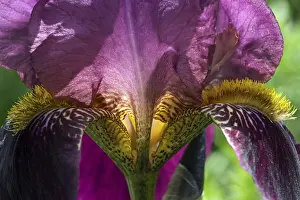 Macro Photography Germany Drucke: Iris (Iris sp.), bearded iris, closeup