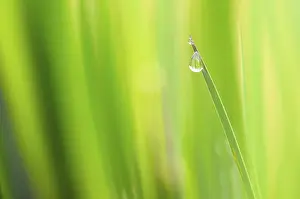 Close Up Nature Photo Drucke: Iris (Iris sp.) leaf tip with rain drop, Germany