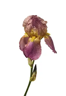 First Day Of Spring Image Drucke: Iris isolated, iris isolated 03