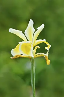 Bilder Datiert 5. Juni 2024: Iris orientalis, in Blüte, ursprünglich aus Griechenland und der Türkei